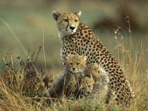 cheetah-mother-and-cubs